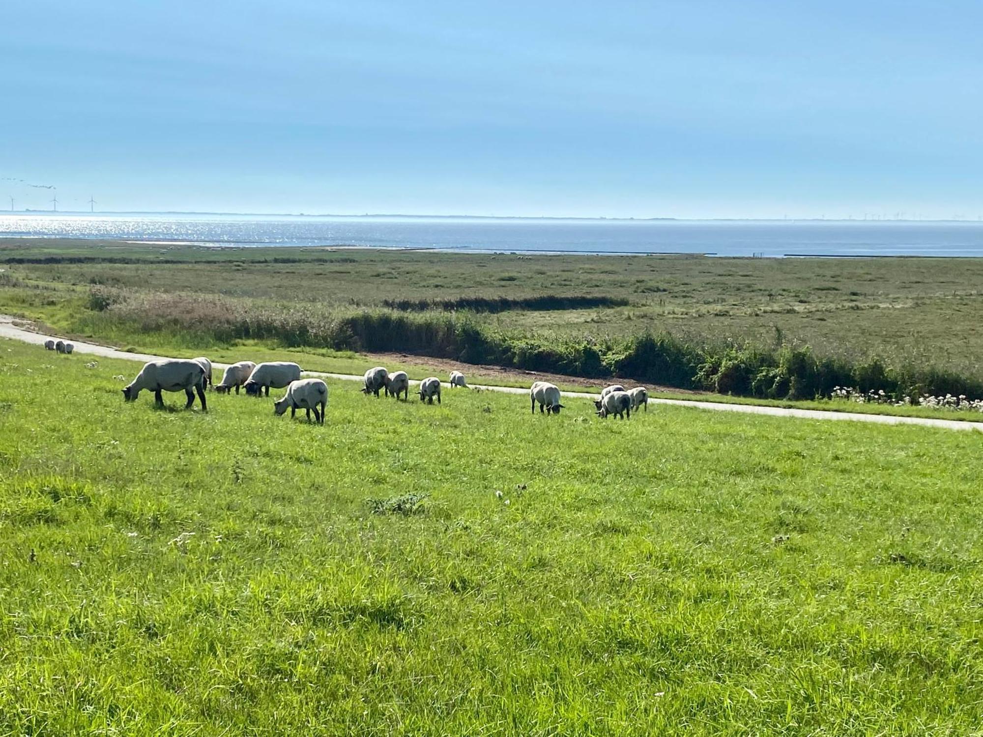 Haus Meerauszeit - Erholung An Der Nordsee Schweiburg ภายนอก รูปภาพ